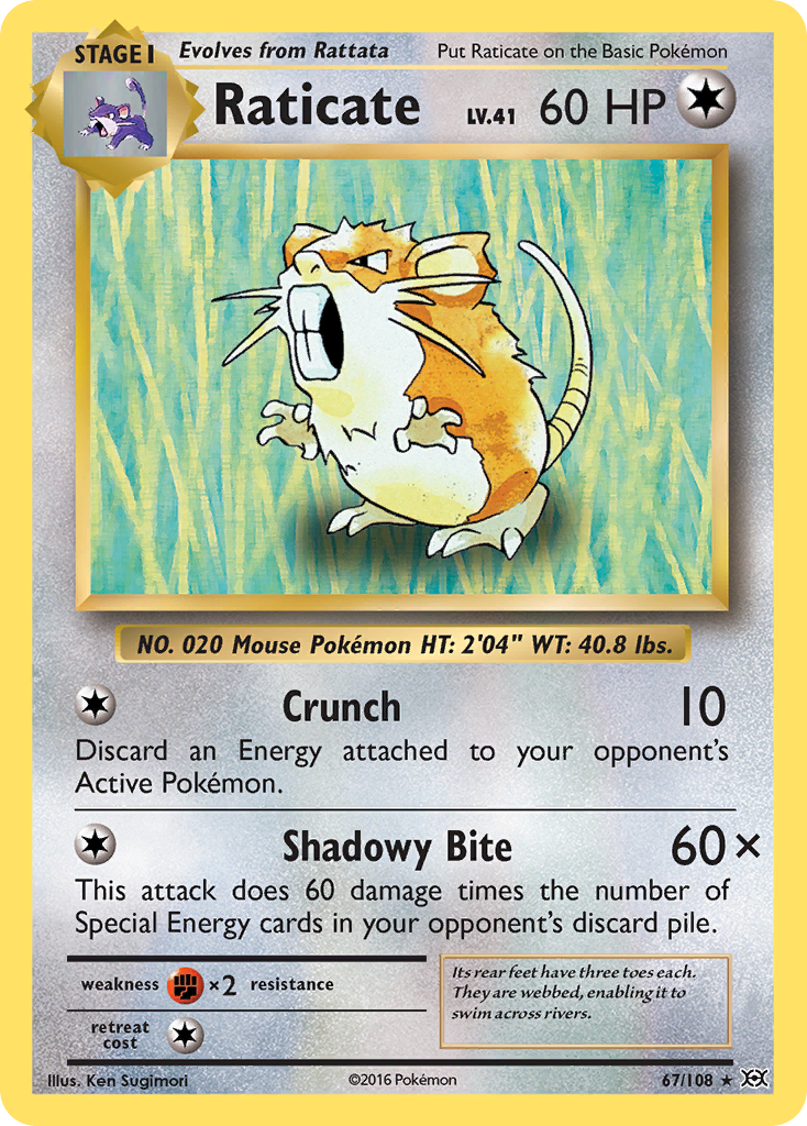 Raticate (67/108) [XY: Evolutions] | Good Games Adelaide SA